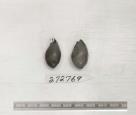 Click for 1 image(s) for this accession. FRUIT